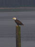 Bald Eagle at Hoonah, AK